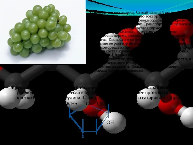 Глюкоза – моносахарид. Самый важный простой углевод. Содержится почти во всех