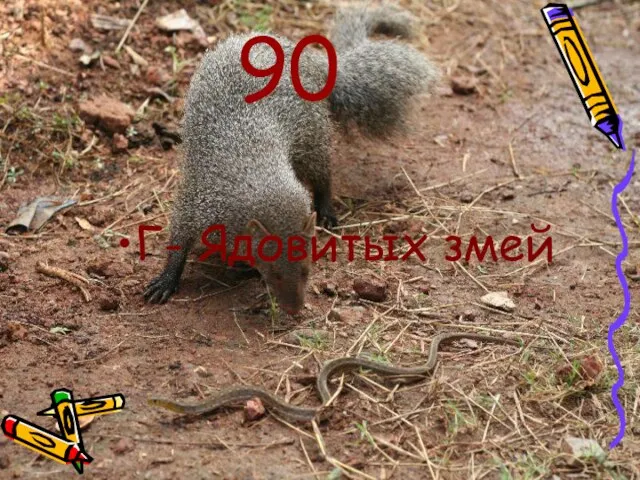 90 Г- Ядовитых змей