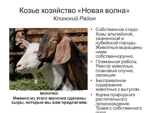 Козье хозяйство «Новая волна» Клинский Район Счастливые козы дают вкусное молочко.