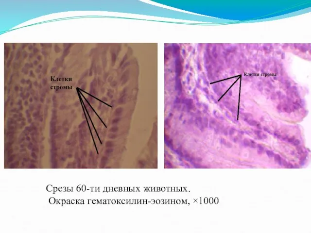 Срезы 60-ти дневных животных. Окраска гематоксилин-эозином, ×1000