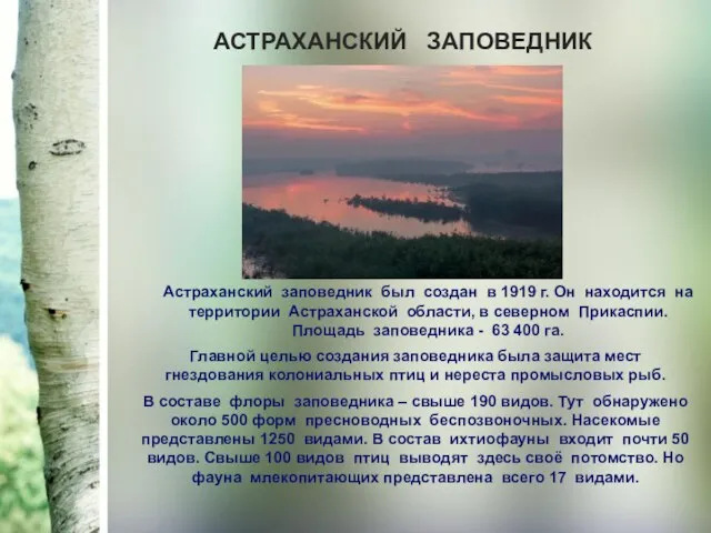 АСТРАХАНСКИЙ ЗАПОВЕДНИК Астраханский заповедник был создан в 1919 г. Он находится