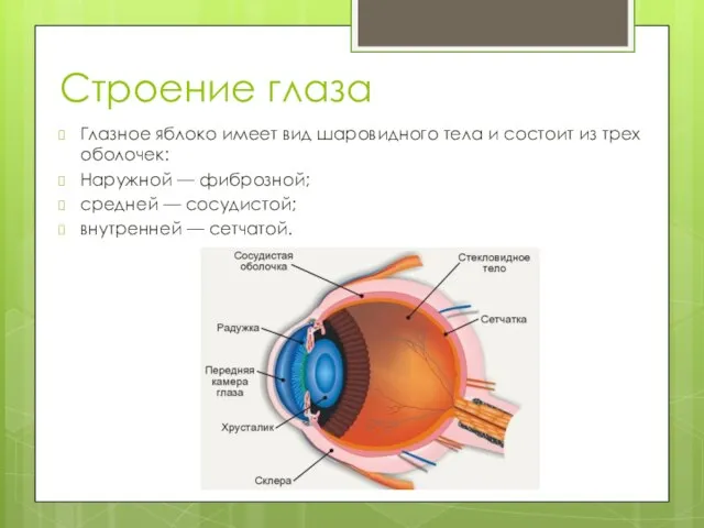 Строение глаза Глазное яблоко имеет вид шаровидного тела и состоит из