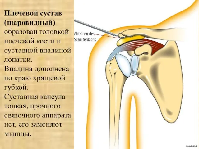 Плечевой сустав (шаровидный) образован головкой плечевой кости и суставной впадиной лопатки.