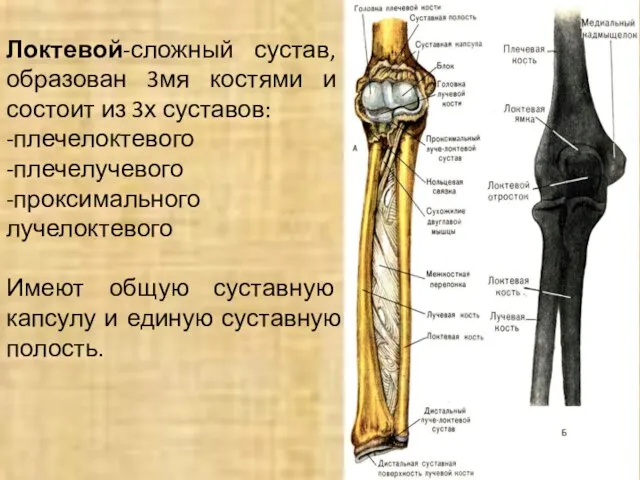 Локтевой-сложный сустав, образован 3мя костями и состоит из 3х суставов: -плечелоктевого