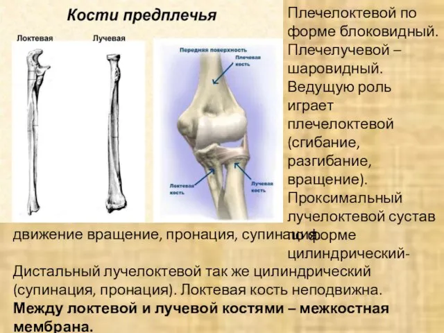 Плечелоктевой по форме блоковидный. Плечелучевой – шаровидный. Ведущую роль играет плечелоктевой