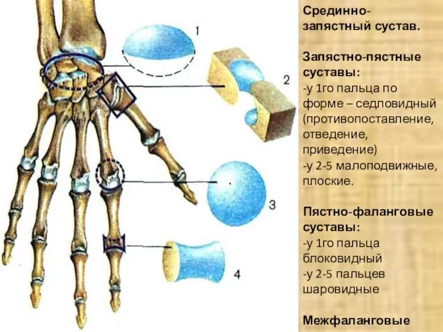 Срединно-запястный сустав. Запястно-пястные суставы: -у 1го пальца по форме – седловидный