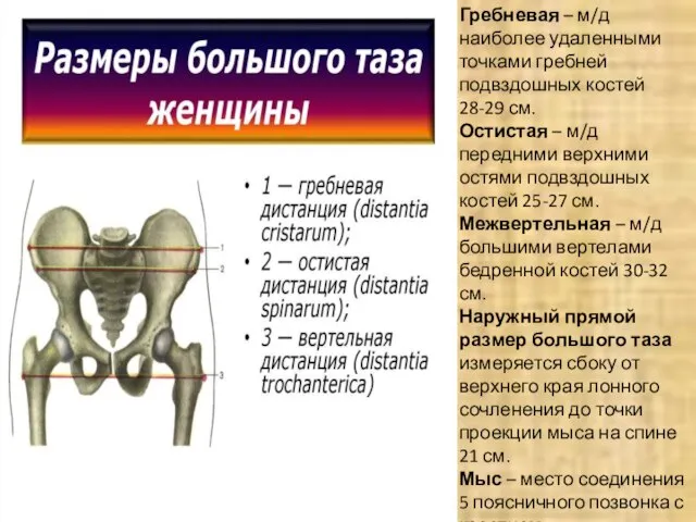 Гребневая – м/д наиболее удаленными точками гребней подвздошных костей 28-29 см.