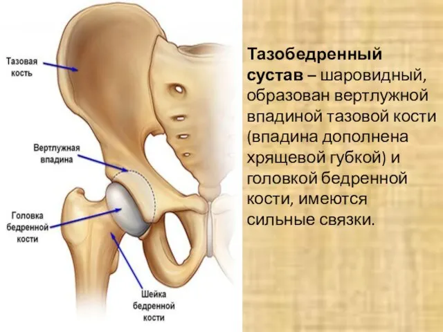 Тазобедренный сустав – шаровидный, образован вертлужной впадиной тазовой кости (впадина дополнена