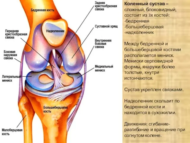 Коленный сустав – сложный, блоковидный, состоит из 3х костей: -бедренная -большеберцовая