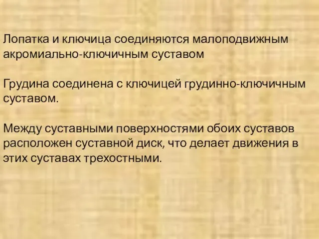 Лопатка и ключица соединяются малоподвижным акромиально-ключичным суставом Грудина соединена с ключицей