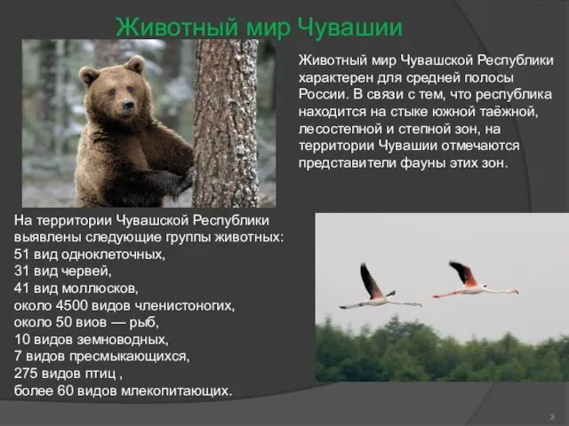Животный мир Чувашии Животный мир Чувашской Республики характерен для средней полосы