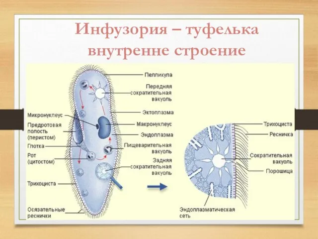 Инфузория – туфелька внутренне строение