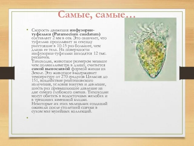 Самые, самые… Скорость движения инфузории-туфельки (Paramecium caudatum) составляет 2 мм в