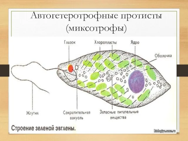 Автогетеротрофные протисты (миксотрофы)