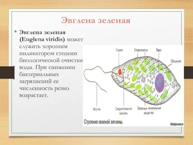 Эвглена зеленая Эвглена зеленая (Euglena viridis) может служить хорошим индикатором степени