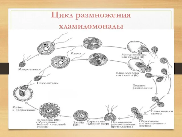 Цикл размножения хламидомонады