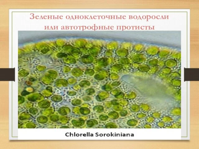 Зеленые одноклеточные водоросли или автотрофные протисты