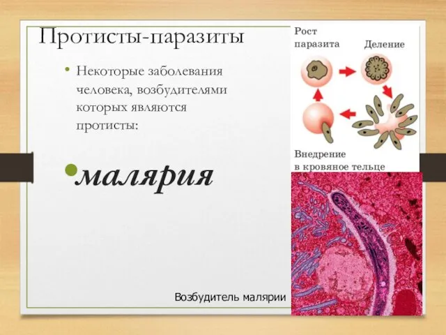 Протисты-паразиты Некоторые заболевания человека, возбудителями которых являются протисты: малярия Возбудитель малярии Дизентерийная амеба