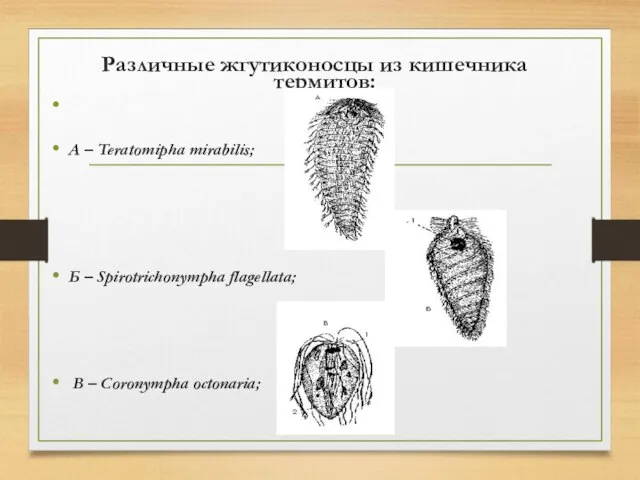 Различные жгутиконосцы из кишечника термитов: A – Teratomipha mirabilis; Б –
