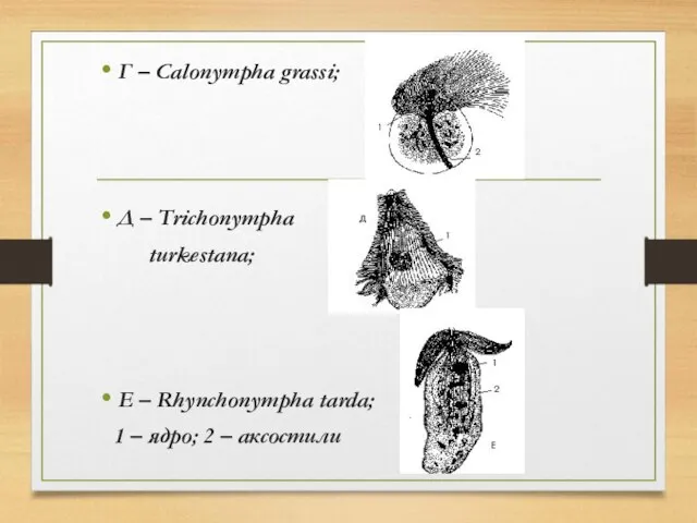 Г – Calonympha grassi; Д – Trichonympha turkestana; E – Rhynchonympha