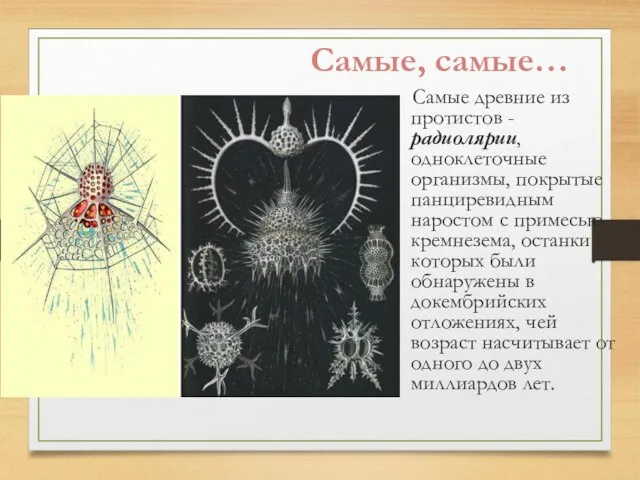 Самые, самые… Самые древние из протистов - радиолярии, одноклеточные организмы, покрытые