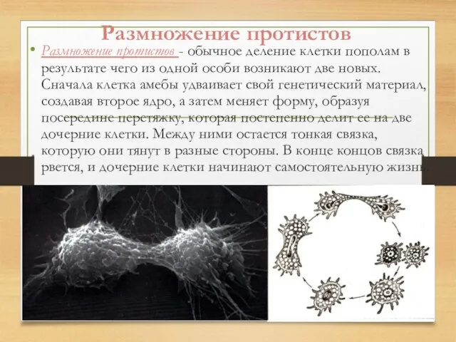 Размножение протистов Размножение протистов - обычное деление клетки пополам в результате