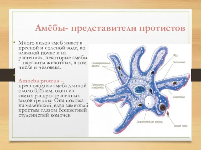 Амёбы- представители протистов Много видов амеб живет в пресной и соленой