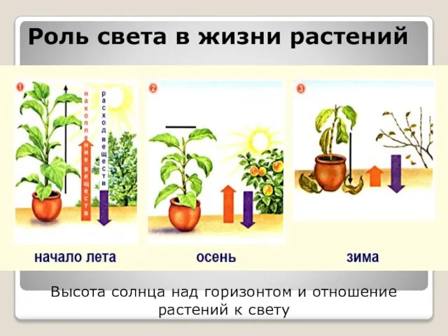 Роль света в жизни растений Высота солнца над горизонтом и отношение растений к свету