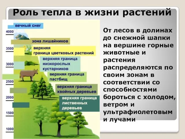 Роль тепла в жизни растений От лесов в долинах до снежной