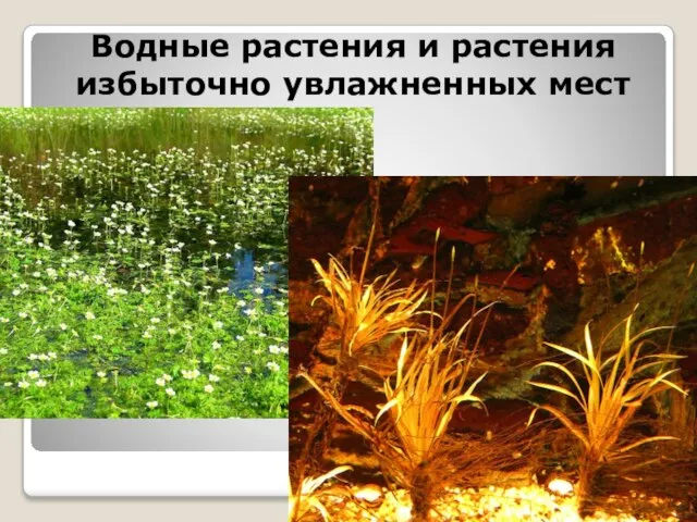 Водные растения и растения избыточно увлажненных мест