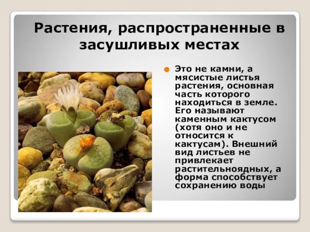 Растения, распространенные в засушливых местах Это не камни, а мясистые листья