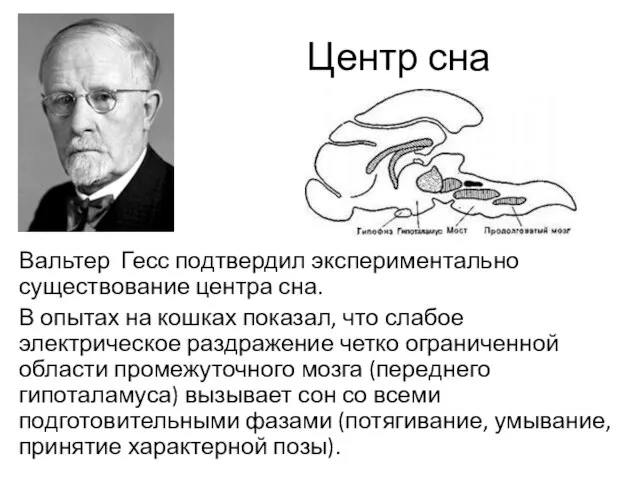 Центр сна Вальтер Гесс подтвердил экспериментально существование центра сна. В опытах