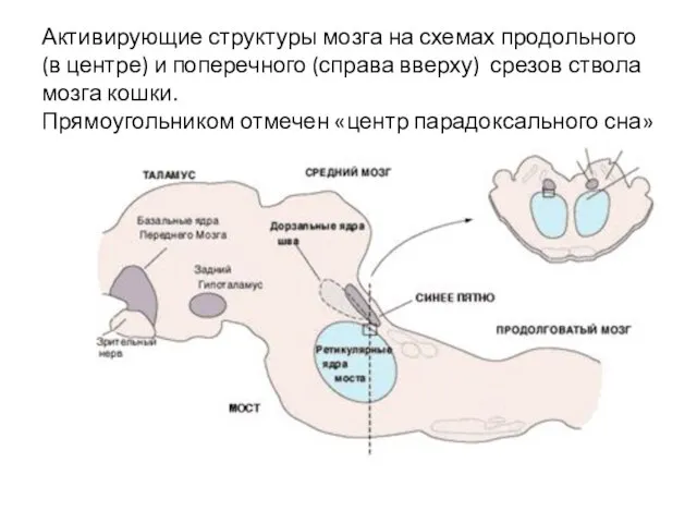 Активирующие структуры мозга на схемах продольного (в центре) и поперечного (справа