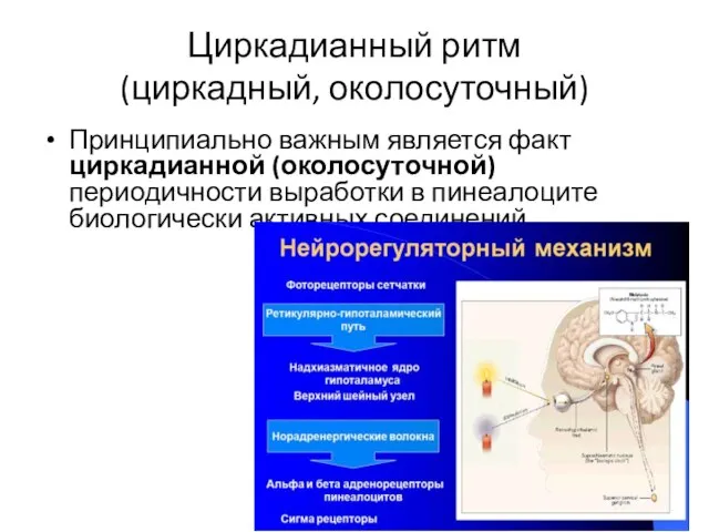 Циркадианный ритм (циркадный, околосуточный) Принципиально важным является факт циркадианной (околосуточной) периодичности