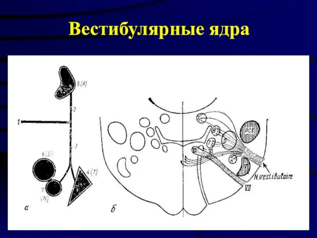 Вестибулярные ядра