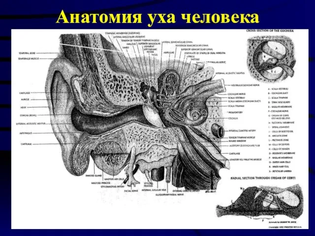 Анатомия уха человека