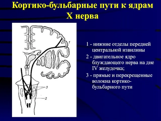 Кортико-бульбарные пути к ядрам Х нерва 1 - нижние отделы передней