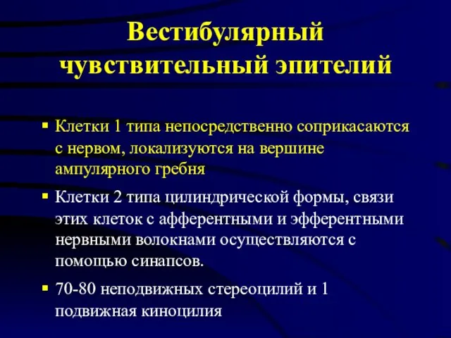 Вестибулярный чувствительный эпителий Клетки 1 типа непосредственно соприкасаются с нервом, локализуются