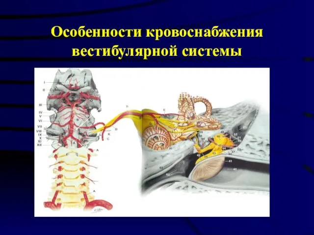 Особенности кровоснабжения вестибулярной системы