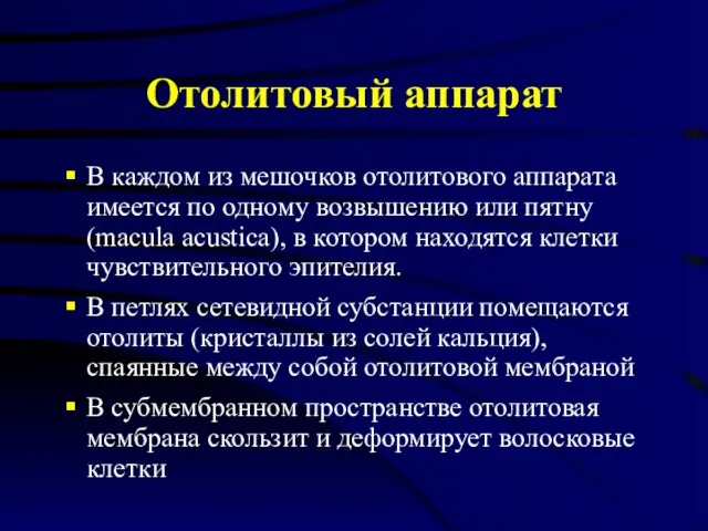 Отолитовый аппарат В каждом из мешочков отолитового аппарата имеется по одному