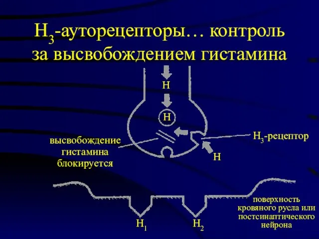 Н3-ауторецепторы… контроль за высвобождением гистамина Н Н Н Н3-рецептор высвобождение гистамина