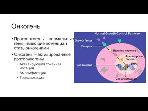 Онкогены Протоонкогены – нормальные гены, имеющие потенциал стать онкогенами Онкогены –