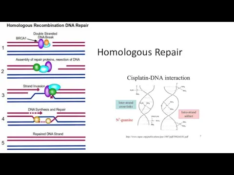 Homologous Repair