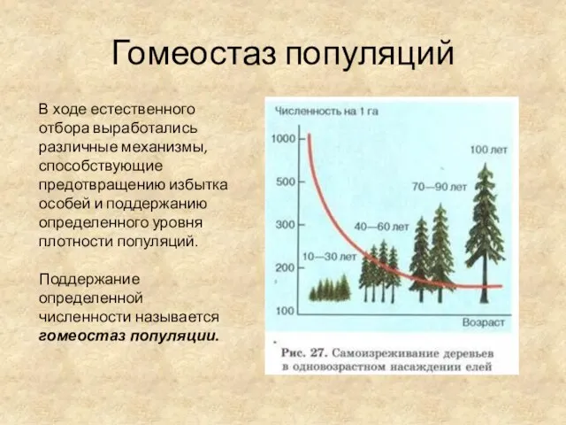 Гомеостаз популяций В ходе естественного отбора выработались различные механизмы, способствующие предотвращению