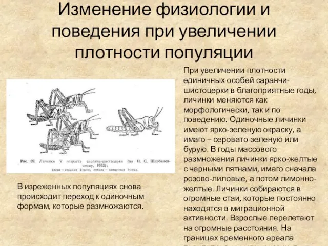 Изменение физиологии и поведения при увеличении плотности популяции При увеличении плотности