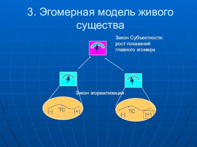 3. Эгомерная модель живого существа (-) (+) (-) (+) Закон эгореализации