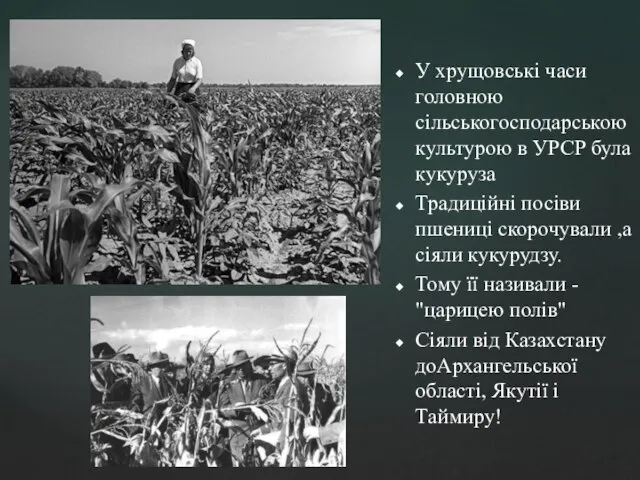 У хрущовські часи головною сільськогосподарською культурою в УРСР була кукуруза Традиційні