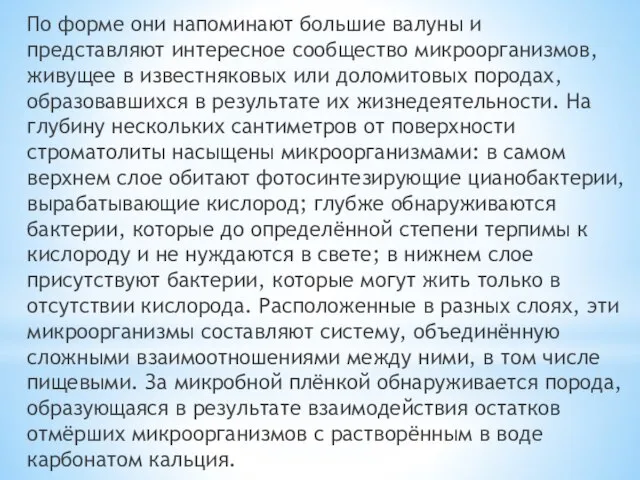 По форме они напоминают большие валуны и представляют интересное сообщество микроорганизмов,