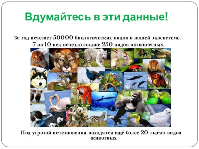 Вдумайтесь в эти данные! За год исчезает 50000 биологических видов в