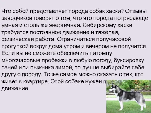 Что собой представляет порода собак хаски? Отзывы заводчиков говорят о том,